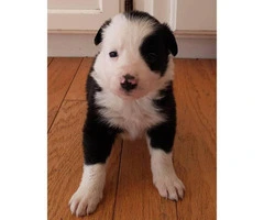 Border collies - Only 4 left - 2