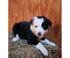 Border collies - Only 4 left - 3