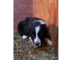 Border collies - Only 4 left - 4