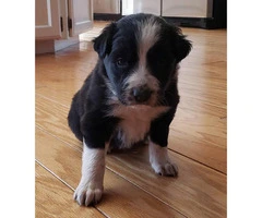 Border collies - Only 4 left - 5