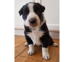 Border collies - Only 4 left - 6