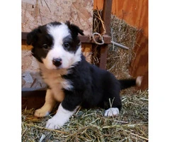 Border collies - Only 4 left - 7