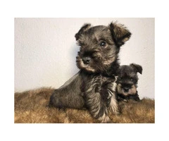 3 female mini Schnauzer pups ready for their new homes - 2