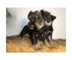 3 female mini Schnauzer pups ready for their new homes - 3