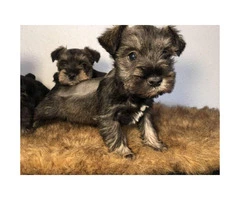 3 female mini Schnauzer pups ready for their new homes - 4