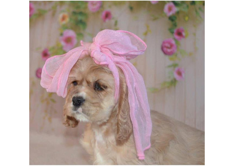 AKC Gorgeous Cockers Spaniel puppies