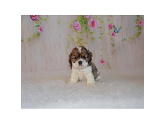 AKC Gorgeous Cockers Spaniel puppies in Irvine, California - Puppies for Sale Near Me