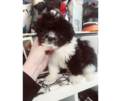 puppies tzu shih imperial