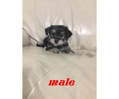 3 male & 1 female morkie puppies - 2