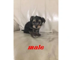 3 male & 1 female morkie puppies - 3