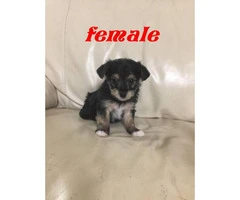 3 male & 1 female morkie puppies - 4