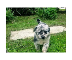 Aussie German shepherd mix Only 4 puppies available in ...