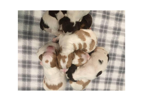 AKC registered Brittany puppies available for sale