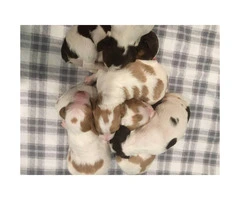 AKC registered Brittany puppies available for sale - 1