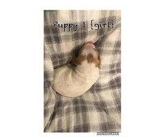 AKC registered Brittany puppies available for sale - 2