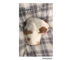 AKC registered Brittany puppies available for sale - 3
