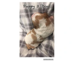 AKC registered Brittany puppies available for sale - 4