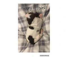 AKC registered Brittany puppies available for sale - 6