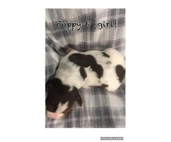 AKC registered Brittany puppies available for sale - 7
