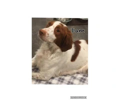 AKC registered Brittany puppies available for sale - 9