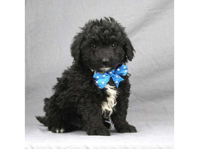 2 female and 2 male mini f1b goldendoodles in Chicago, Illinois