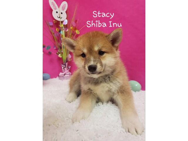 4 Shiba Inu Puppies For Sale In Chicago Illinois Puppies