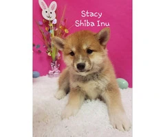 4 Shiba Inu Puppies for sale