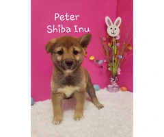 4 Shiba Inu Puppies for sale - 2