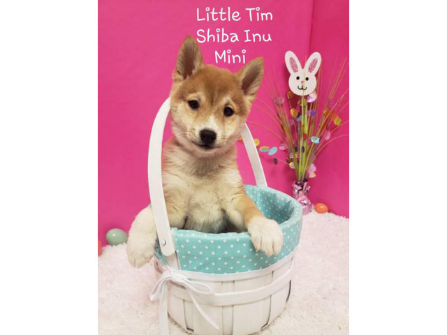 4 Shiba Inu Puppies For Sale In Chicago Illinois Puppies