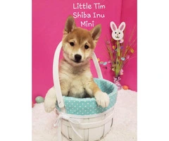4 Shiba Inu Puppies for sale - 3