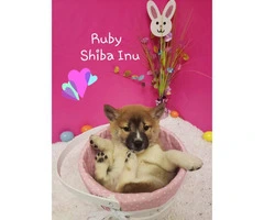 4 Shiba Inu Puppies for sale - 4