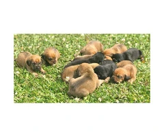 Bloodhound Puppies with NKC Reg