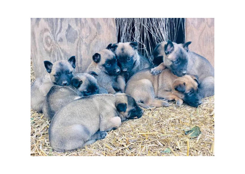 4 boys and 4 girls Belgian Malinois Puppies