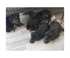 5 week old AKC German Shepard puppies are ready for rehoming - 1