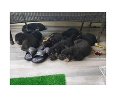 5 week old AKC German Shepard puppies are ready for rehoming - 2