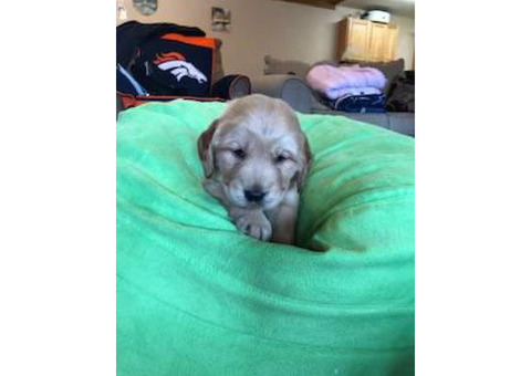2 male AKC Golden Retrievers available