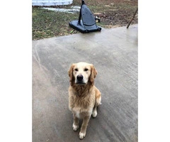 2 male AKC Golden Retrievers available - 2