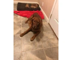 2 male AKC Golden Retrievers available - 3