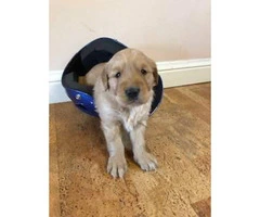 2 male AKC Golden Retrievers available - 4