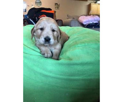 2 male AKC Golden Retrievers available