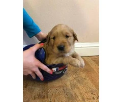 2 male AKC Golden Retrievers available - 6