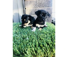7 weeks old Black and Tan Jack Russell Terrier  puppies