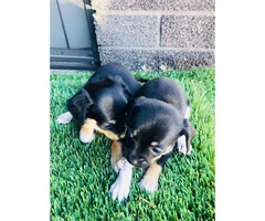 7 weeks old Black and Tan Jack Russell Terrier  puppies - 2