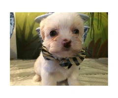 8 weeks old maltipoo male puppies ready for a new home
