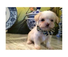 8 weeks old maltipoo male puppies ready for a new home - 2