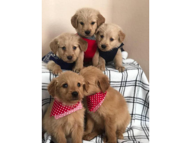 A litter of gorgeous pure bred Golden retriever puppies in ...