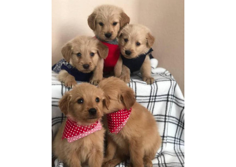 A litter of gorgeous pure bred Golden retriever puppies