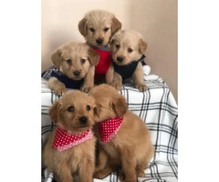 A litter of gorgeous pure bred Golden retriever puppies - 1