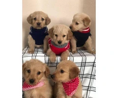 A litter of gorgeous pure bred Golden retriever puppies - 3