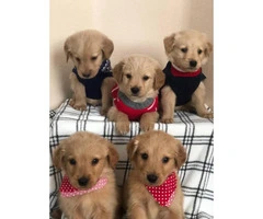 A litter of gorgeous pure bred Golden retriever puppies - 4